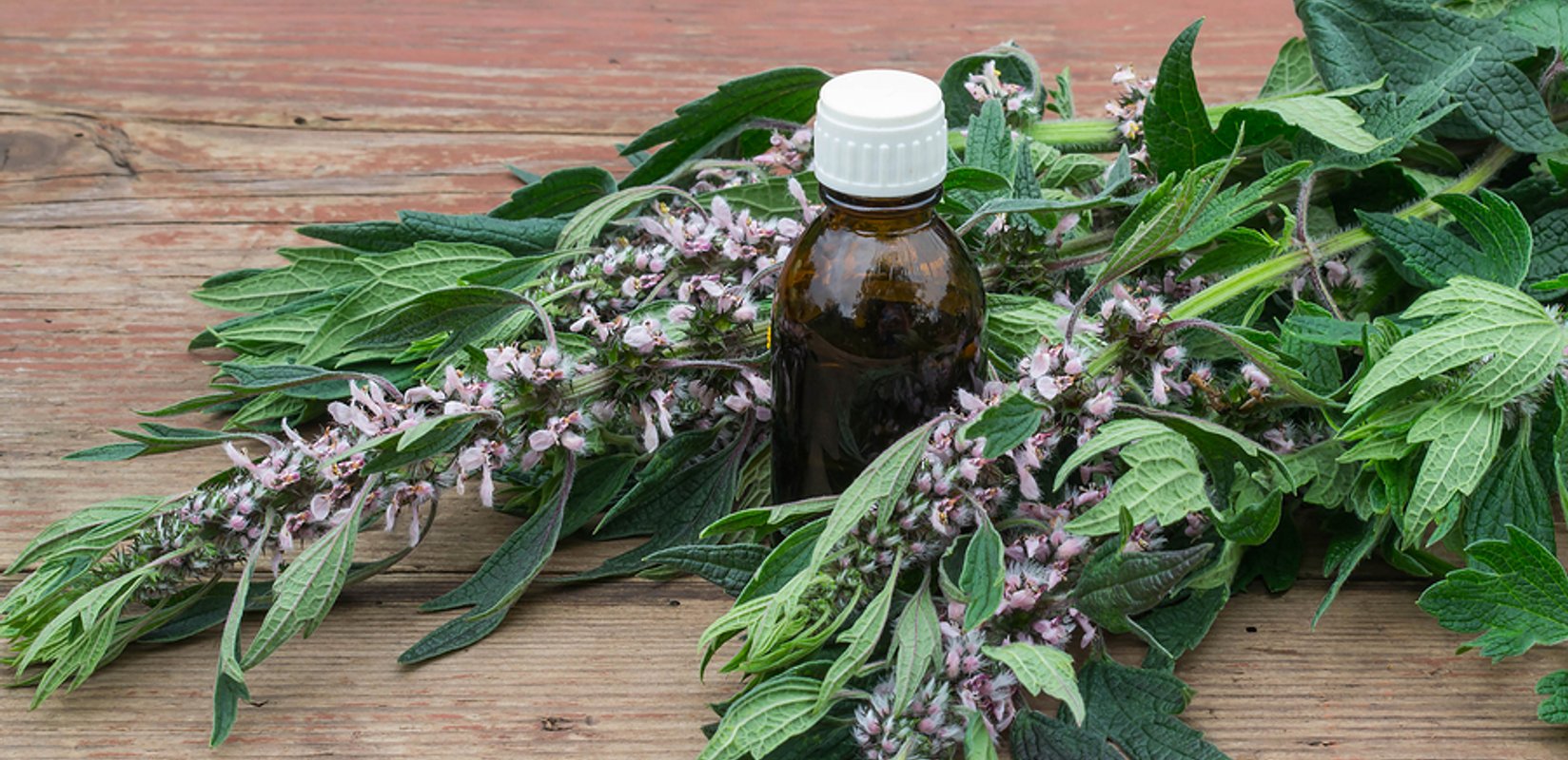 what are the benefits of Motherwort?